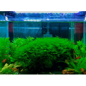 МОХ ВИПИНГ, плакучий - Vesicularia ferriei, Weeping Moss