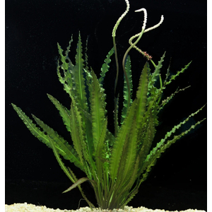 АПОНОГЕТОН КУРЧАВЫЙ - Aponogeton crispus