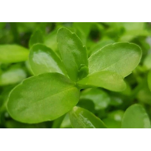 БАКОПА МАДАГАСКАРСКАЯ - Bacopa madagascariensis