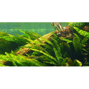 КРИПТОКОРИНА АПОНОГЕТОН 70 см - Cryptocoryne aponogetifolia