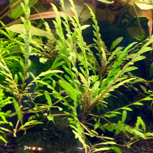 Гигрофила пиннатифида (Hygrophila pinnatifida)