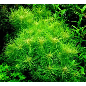 ПОГОСТЕМОН ЭРЕКТУС - Pogostemon erectus