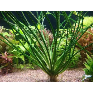 КРИНУМ ВОДНЫЙ - Crinum aquatica