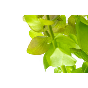 БАКОПА КАРОЛИНСКАЯ - Bacopa caroliniana