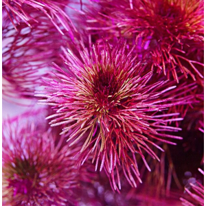 Кабомба водная красная (Cabomba furcata)