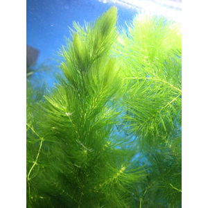 ЛИСИЙ ХВОСТ РОГОЛИСТНИК