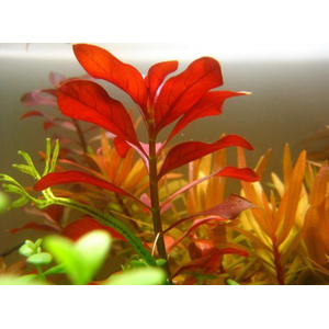 ЛЮДВИГИЯ ПЕРУАНСКАЯ (ДАЙМОНД) - Ludwigia peruensis diamondЛЮДВИГИЯ ПЕРУАНСКАЯ (ДАЙМОНД) - Ludwigia peruensis diamond