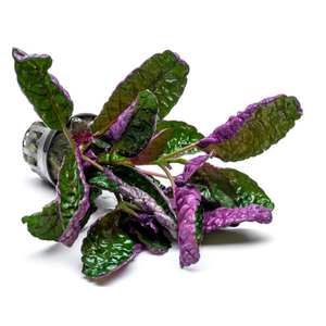 ХЕМИГРАФИС ЦВЕТНОЙ КОЛОРАТА - Hemigraphis colorata