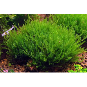 МОХ №610 - moss №610