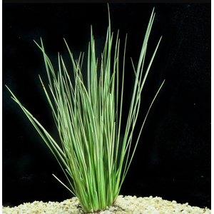 АКОРУС ГРАМИНЕУС - Acorus gramineus