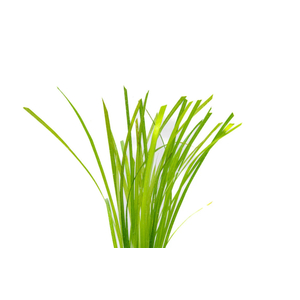 ЦИПЕРУС ХЕЛФЕРА - Cyperus helferi