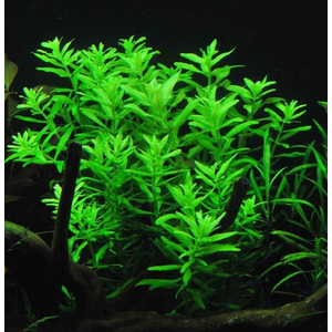 ЛИМНОФИЛА АРОМАТИКА - Limnophila aromatica