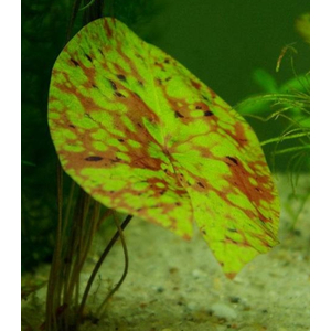 Нимфея микранта - Nymphaea micrantha