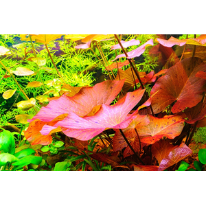 Нимфея красная (Nymphaea lotus «Red»)