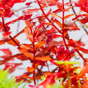 РОТАЛА МАКРАНДРА розовая мини - Rotala macrandra mini pink