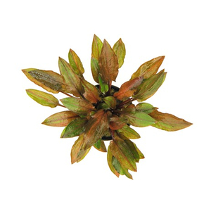 КРИПТОКОРИНА УОКЕРА - Cryptocoryne walkeri