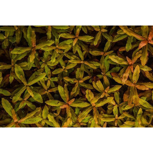 АММАНИЯ ИЗЯЩНАЯ - Ammania gracilis