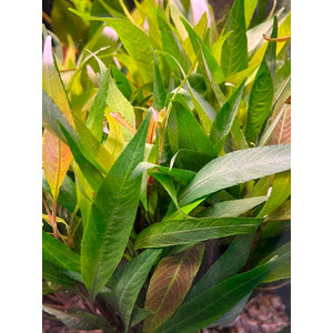 ЛИМОННИК ИВОЛИСТНЫЙ КРАСНЫЙ - Hygrophila salicifolia