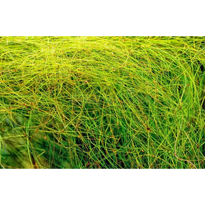 ЭЛЕОХАРИС ЖИВОРОДЯЩИЙ - Eleocharis vivipara