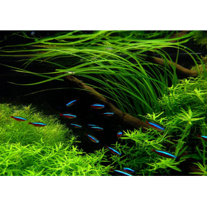 ЦИПЕРУС ХЕЛФЕРА - Cyperus helferi