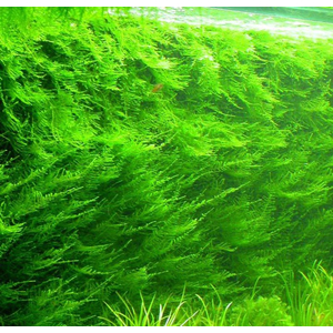 МОХ ТАЙВАНЬ - Taxiphyllum alternans