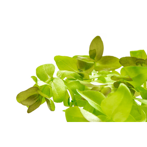 БАКОПА КАРОЛИНСКАЯ - Bacopa caroliniana