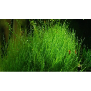 МОХ СТРИНГ - Leptodictyum riparium Stringy