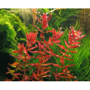 РОТАЛА МАКРАНДРА розовая мини - Rotala macrandra mini pink
