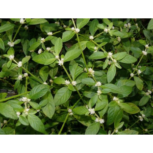 АЛЬТЕРНАНТЕРА СЕССИЛИС - Alternanthera sessilisАЛЬТЕРНАНТЕРА СЕССИЛИС - Alternanthera sessilis