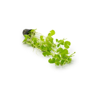 ГИДРОКОТИЛА БЕЛОГОЛОВАЯ - Hydrocotyle leucocephala