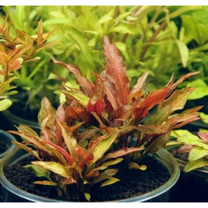 КРИПТОКОРИНА УОКЕРА - Cryptocoryne walkeri