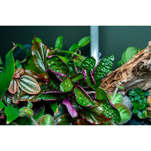 ХЕМИГРАФИС ЦВЕТНОЙ КОЛОРАТА - Hemigraphis colorata