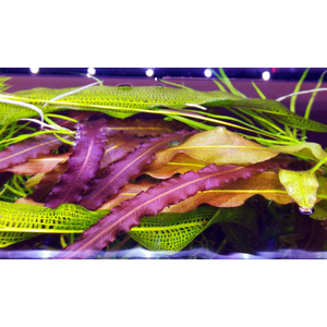 АПОНОГЕТОН КУРЧАВЫЙ - Aponogeton crispus