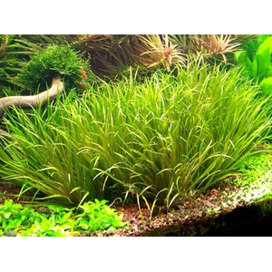 АКОРУС ГРАМИНЕУС - Acorus gramineus