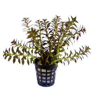 ЛИМНОФИЛА АРОМАТИКА - Limnophila aromatica