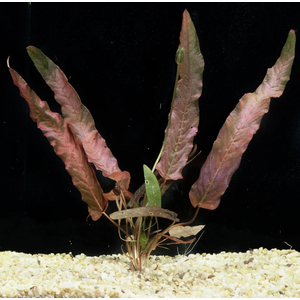 БАРКЛАЙЯ (КЛУБЕНЬ) ДЛИННОЛИСТНАЯ КРАСНАЯ - Barclaya longifolia 'Red' bulb