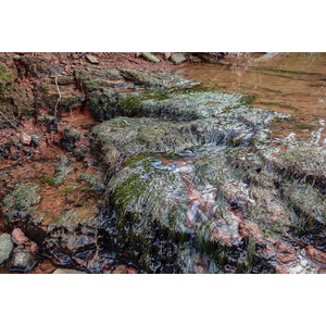 МОХ КЛЮЧЕВОЙ, ФОНТИНАЛИС - Fontinalis antipyretica