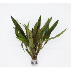 ЛИМОННИК ИВОЛИСТНЫЙ КРАСНЫЙ - Hygrophila salicifolia