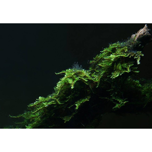 МОХ КРИСТМАС - Vesicularia montagnei