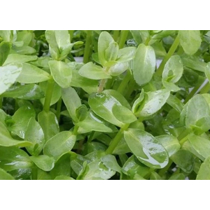 БАКОПА МАДАГАСКАРСКАЯ - Bacopa madagascariensis