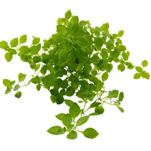 Людвигия зеленая (Ludwigia palustris «Green»)