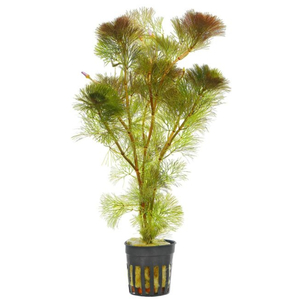 Кабомба водная красная (Cabomba furcata)