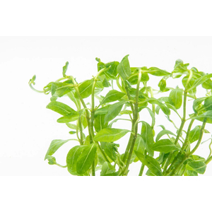 АММАНИЯ СУЛАВЕСИ - Ammania sp. Sulawesi