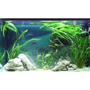 КРИПТОКОРИНА АПОНОГЕТОН 70 см - Cryptocoryne aponogetifolia