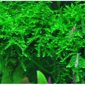 МОХ ВИПИНГ, плакучий - Vesicularia ferriei, Weeping MossМОХ ВИПИНГ, плакучий - Vesicularia ferriei, Weeping Moss