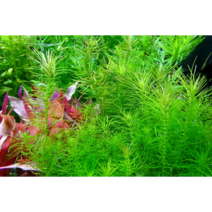 ПОГОСТЕМОН ЭРЕКТУС - Pogostemon erectus