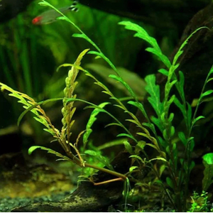 Гигрофила пиннатифида (Hygrophila pinnatifida)