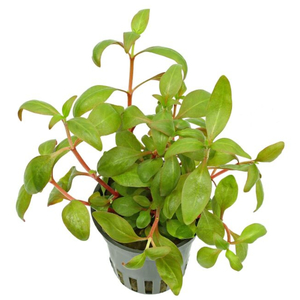 АЛЬТЕРНАНТЕРА РЕЙНЕКА - Alternanthera reineckii