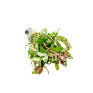 АММАНИЯ ИЗЯЩНАЯ - Ammania gracilis