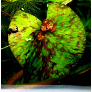 Нимфея микранта - Nymphaea micrantha